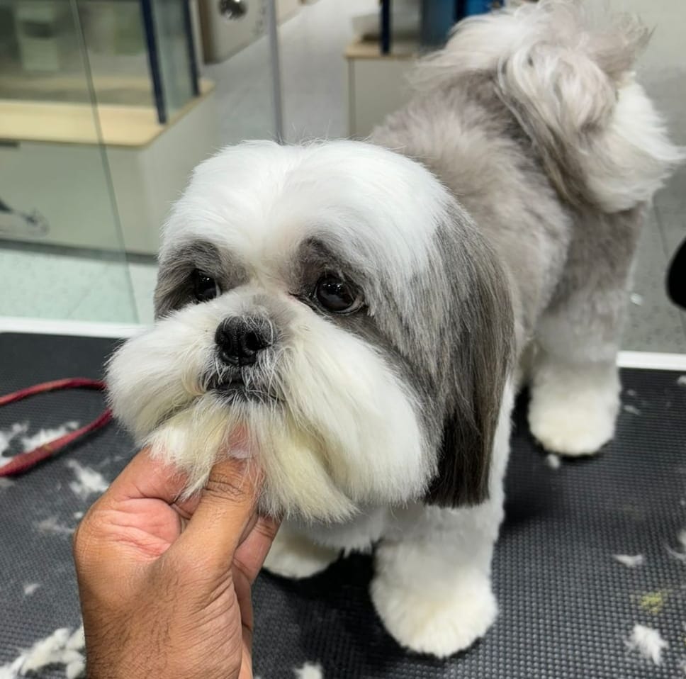 Pawnose pet care groomingin dehradun